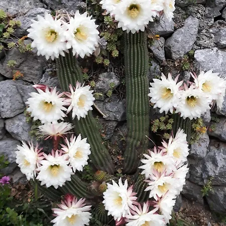 Appartement Gabrijela *