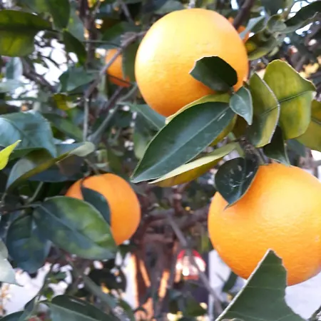 Gabrijela Appartement Slano