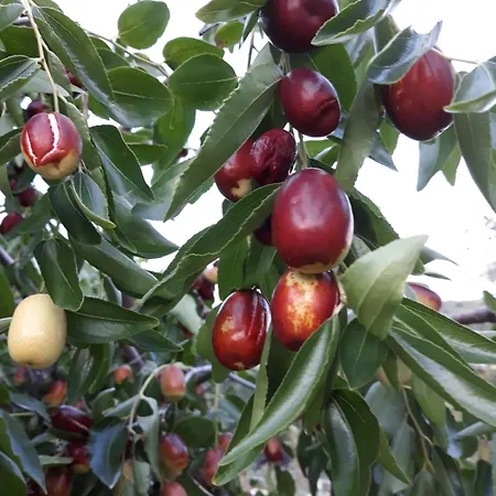 Gabrijela Appartement Slano